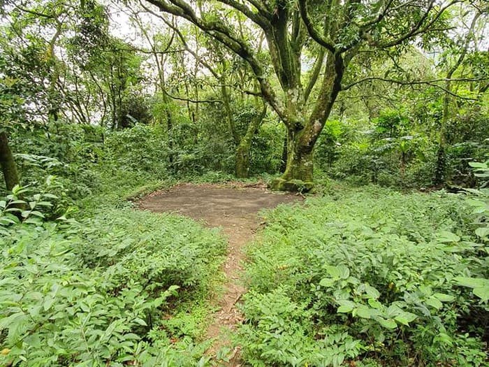 Caminho do Ouro - foto 4